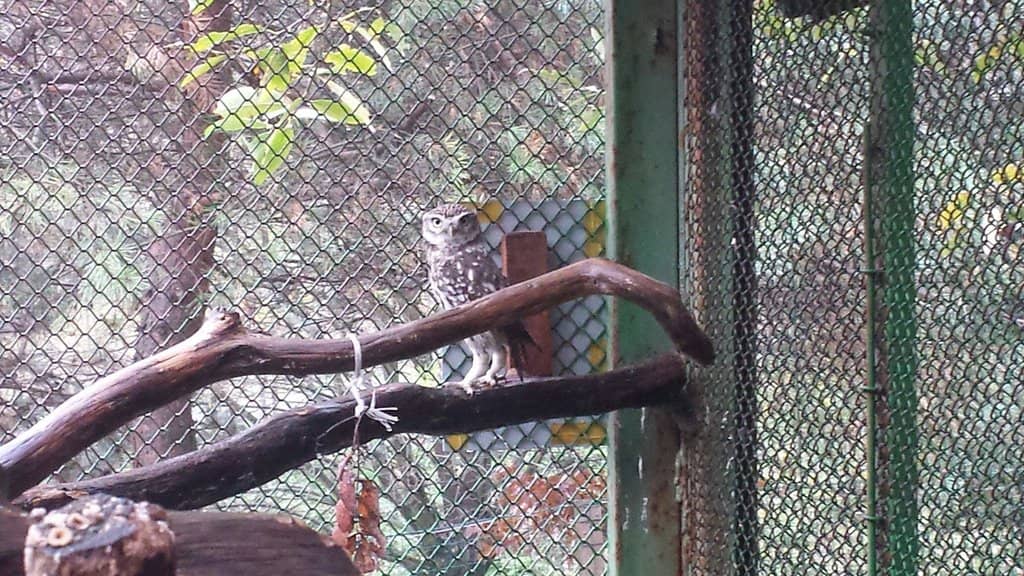 Meerkat Mayhem