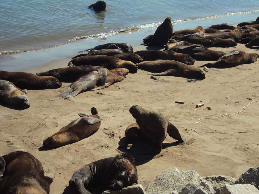 Port of Mar del Plata