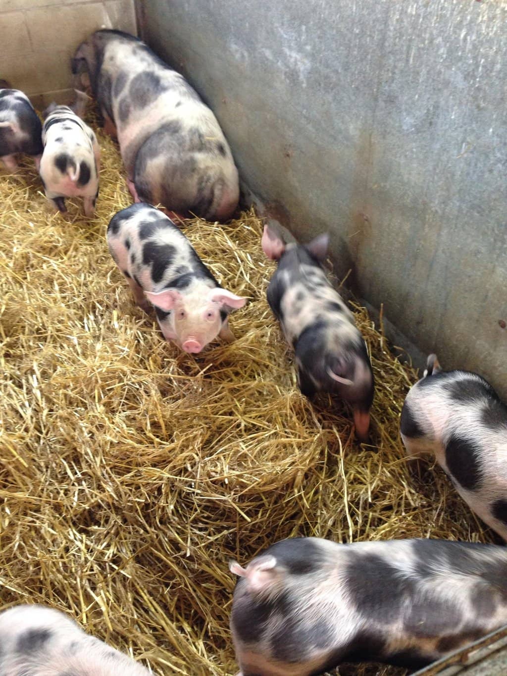 Seasonal Pumpkin Patch