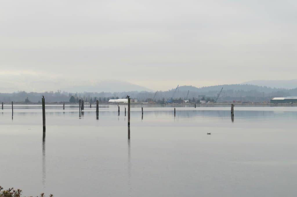 Gov. Dock Sea Lions