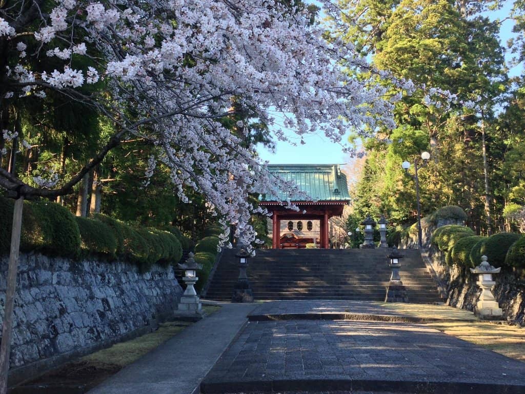 Cherry Blossoms