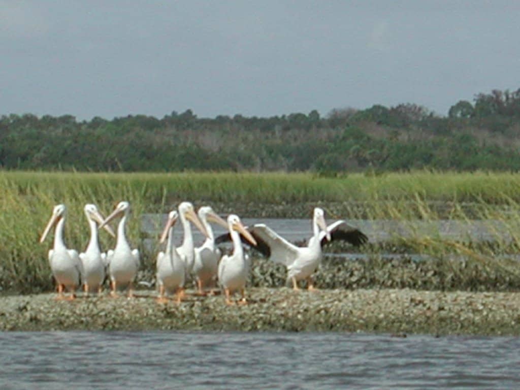 Abundant Wildlife Sightings