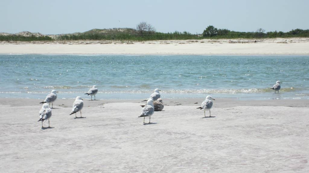 Pristine Sandy Shores