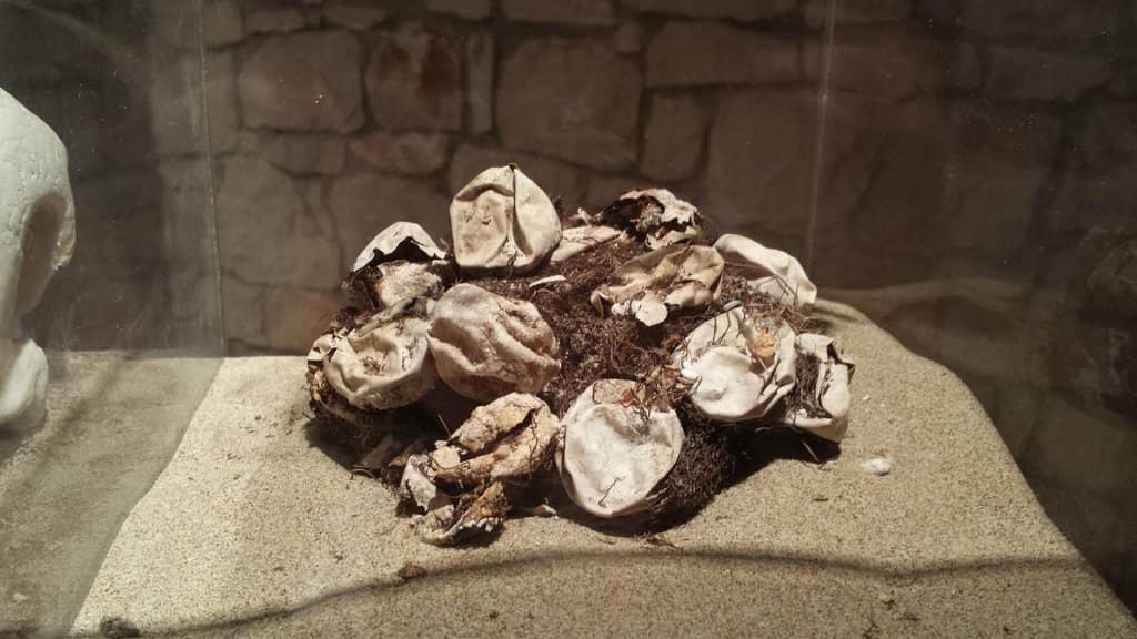 Rescue Center Insights