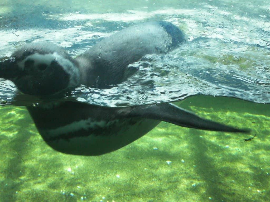 Penguin Encounters