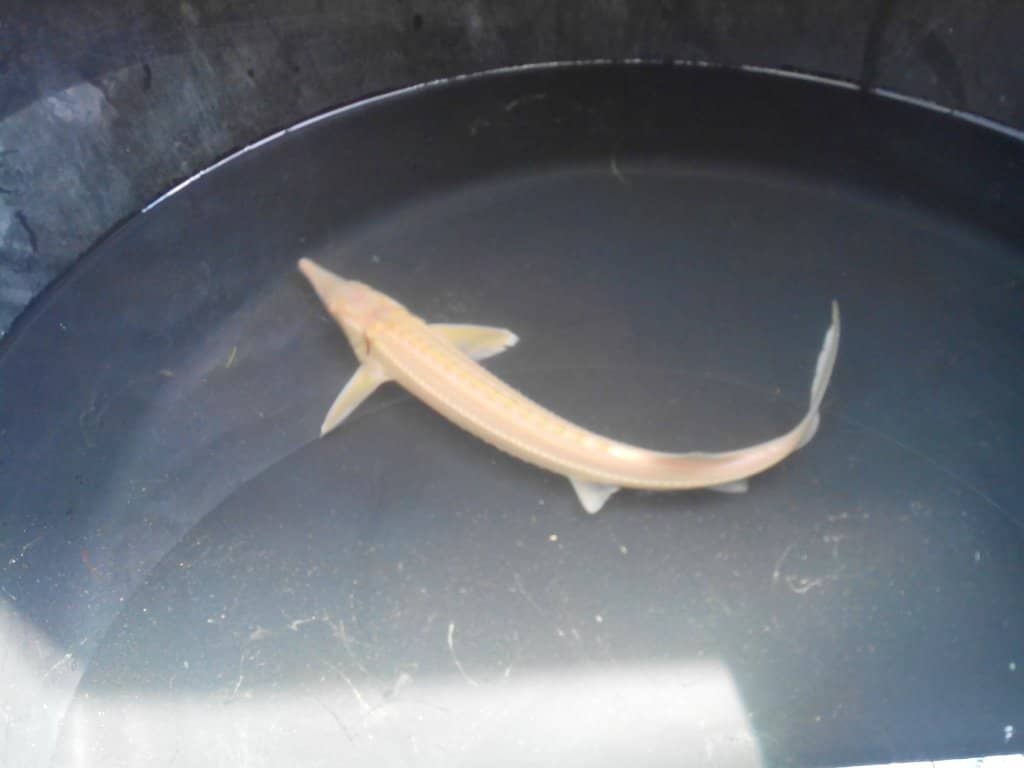 Trout Fishing