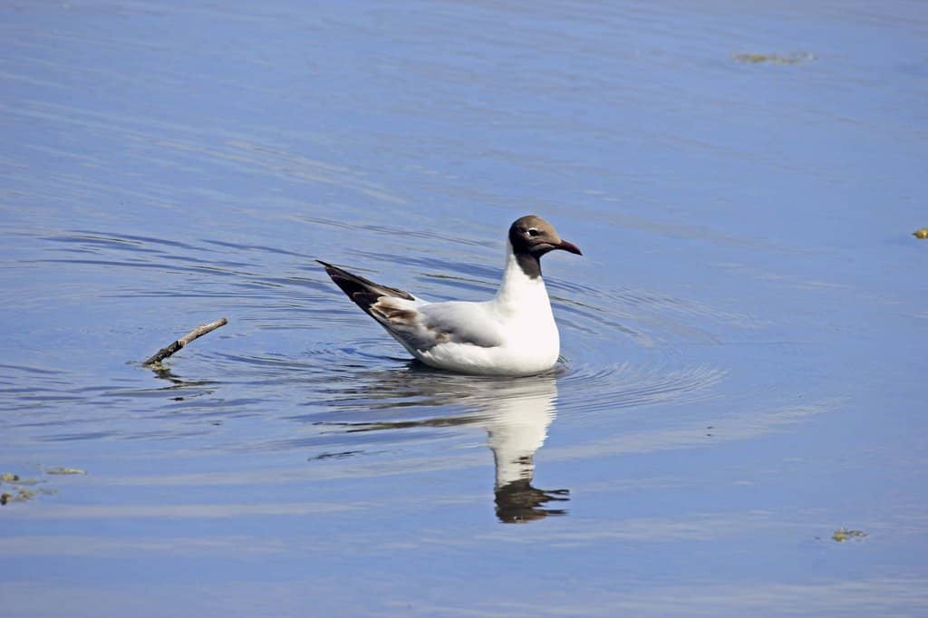 Lakeside Walks & Wildlife