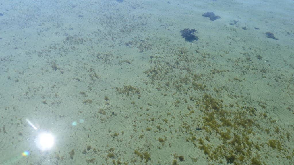 The Baltic Sea Plunge