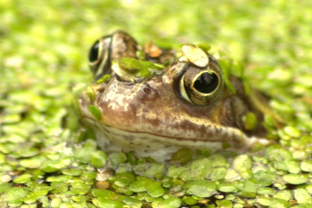 Pimlico Estate Gardens