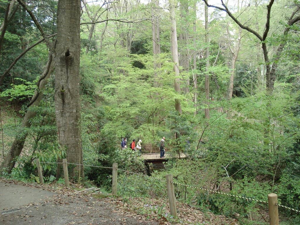 Woodland Paths