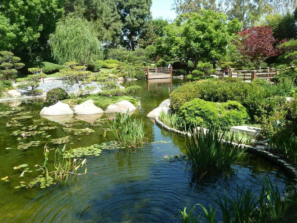 Koi Pond and Feeding