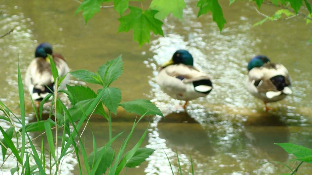 Military & Vietnam Memorials