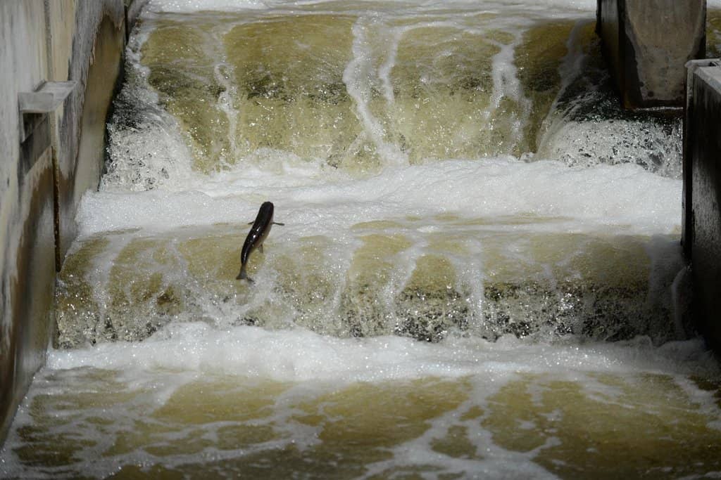 Merikoski Fishway