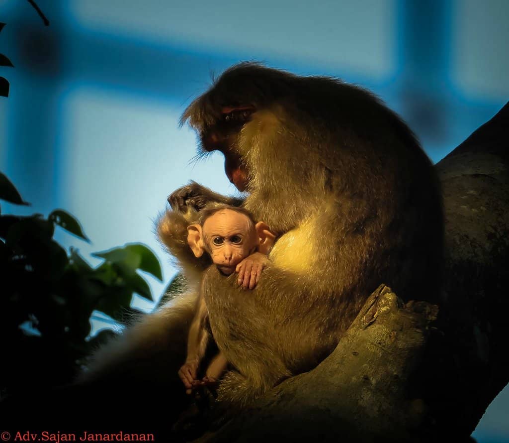 Shendurney Dam & Lake