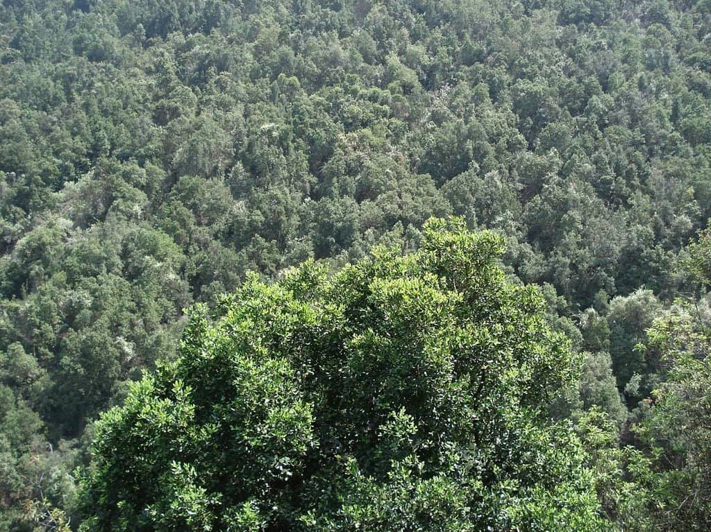 Chilean Wine Palms