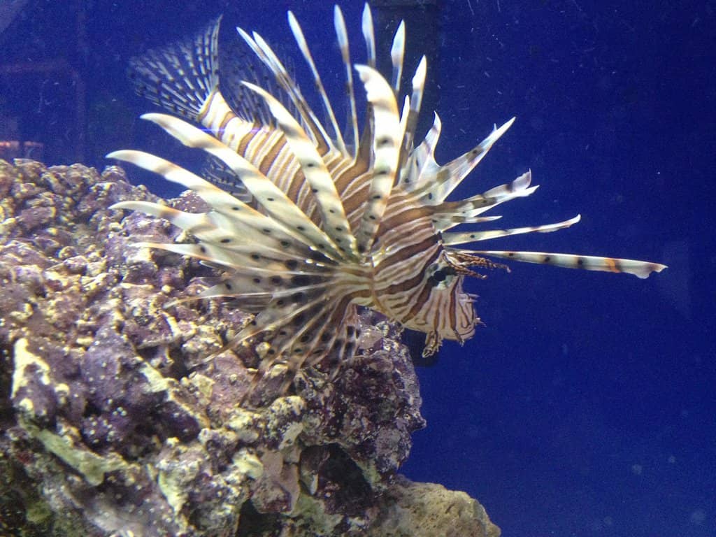 Diverse Reptile & Amphibian Displays