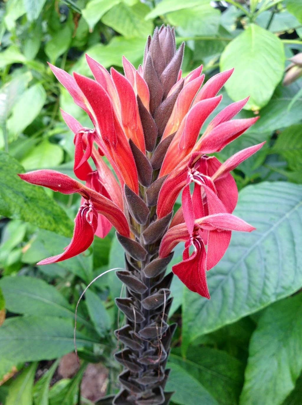 Thematic Plant Collections