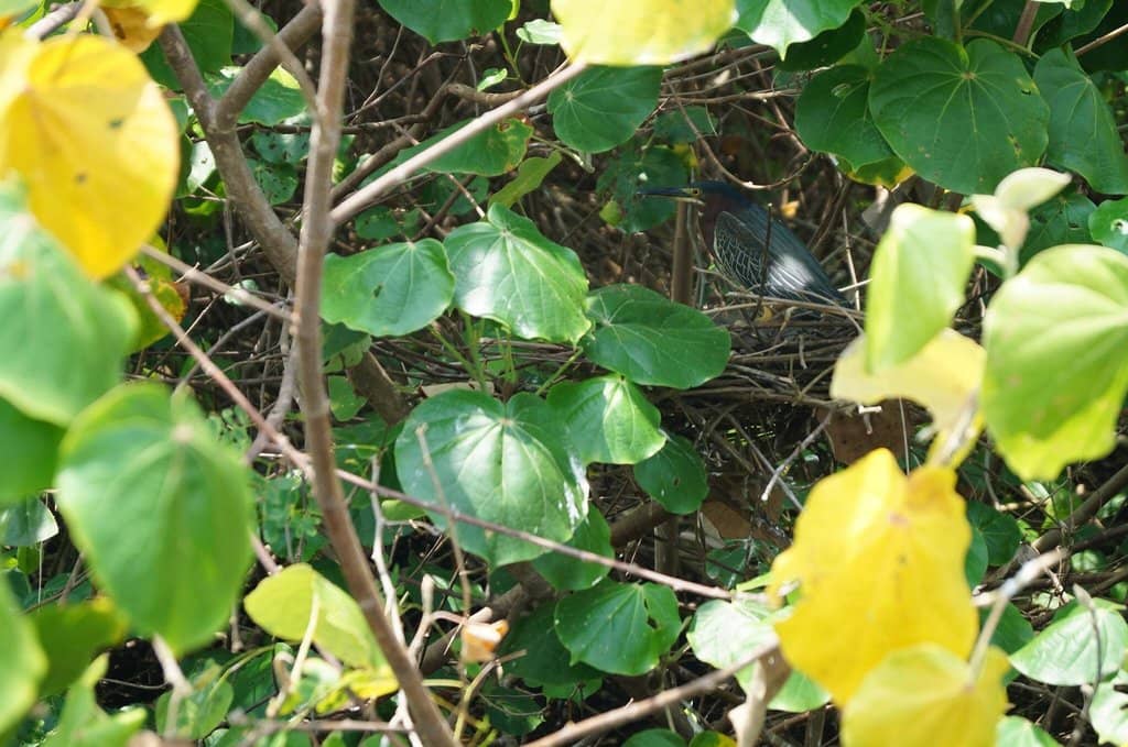 Diverse Wildlife Encounters