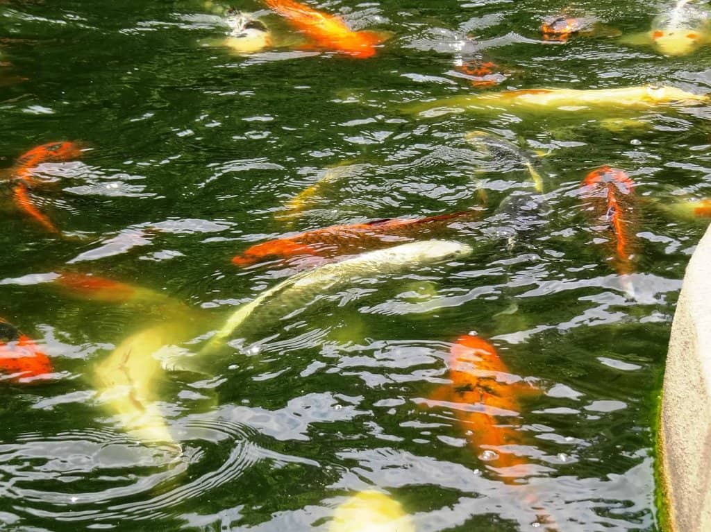 Vibrant Butterfly Garden