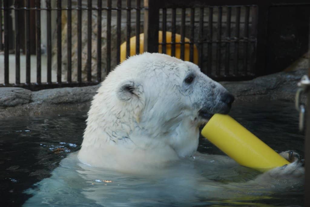 White Tiger Sosona-Chana