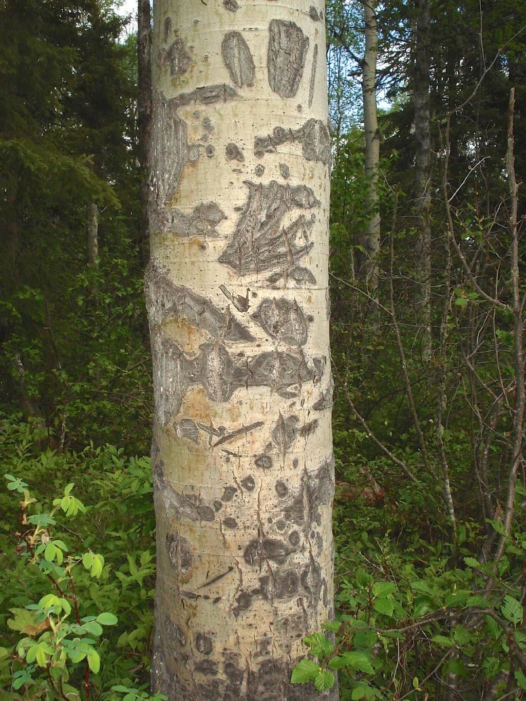 Vertical photo