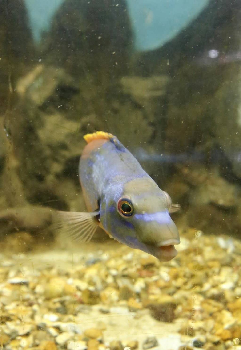 Local Marine Life