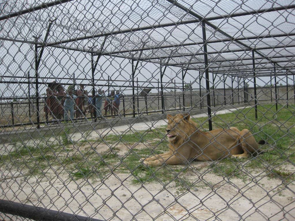 Thrilling Amusement Rides