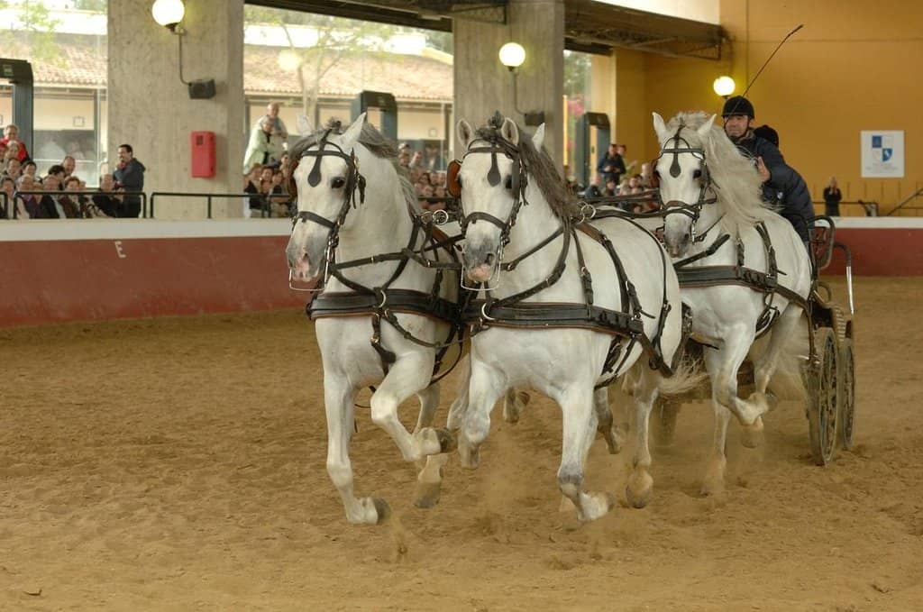 Cartujano Horse Breed