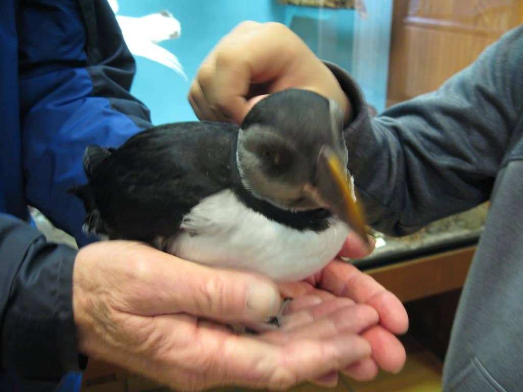 Puffin Viewing Area
