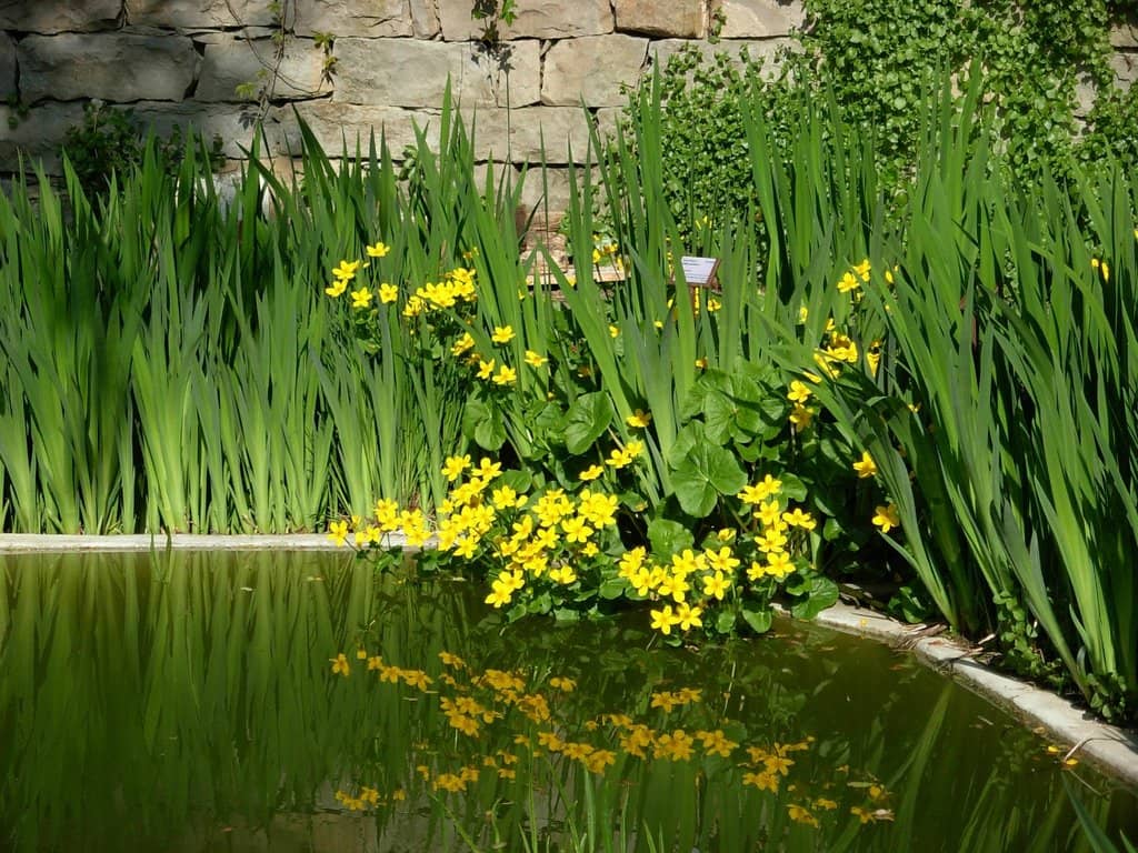 Tranquil Walking Trails