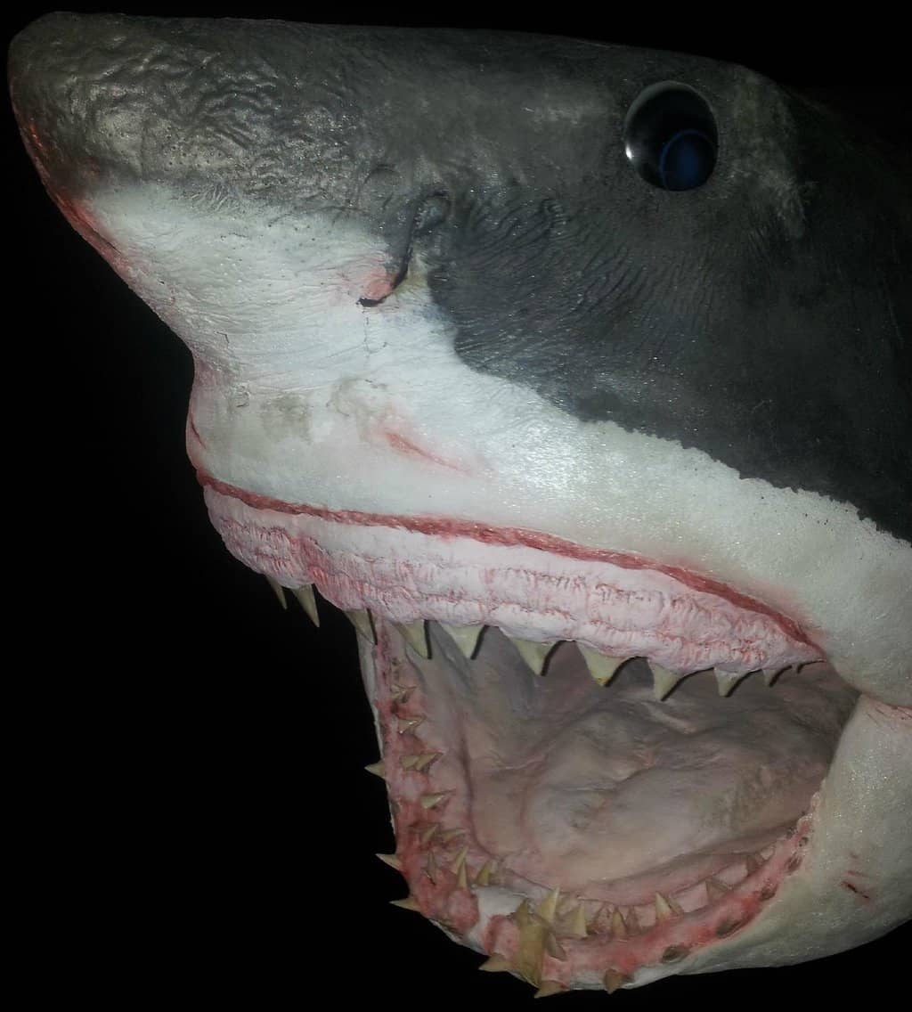 Zoological Collections