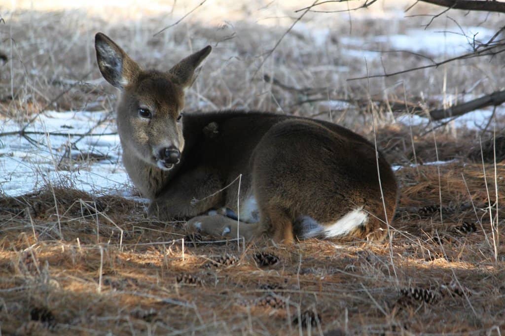 Kayaking on the River