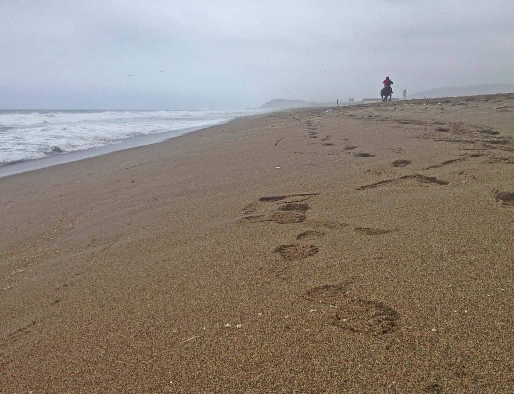 Coastal Swamp Ecosystem