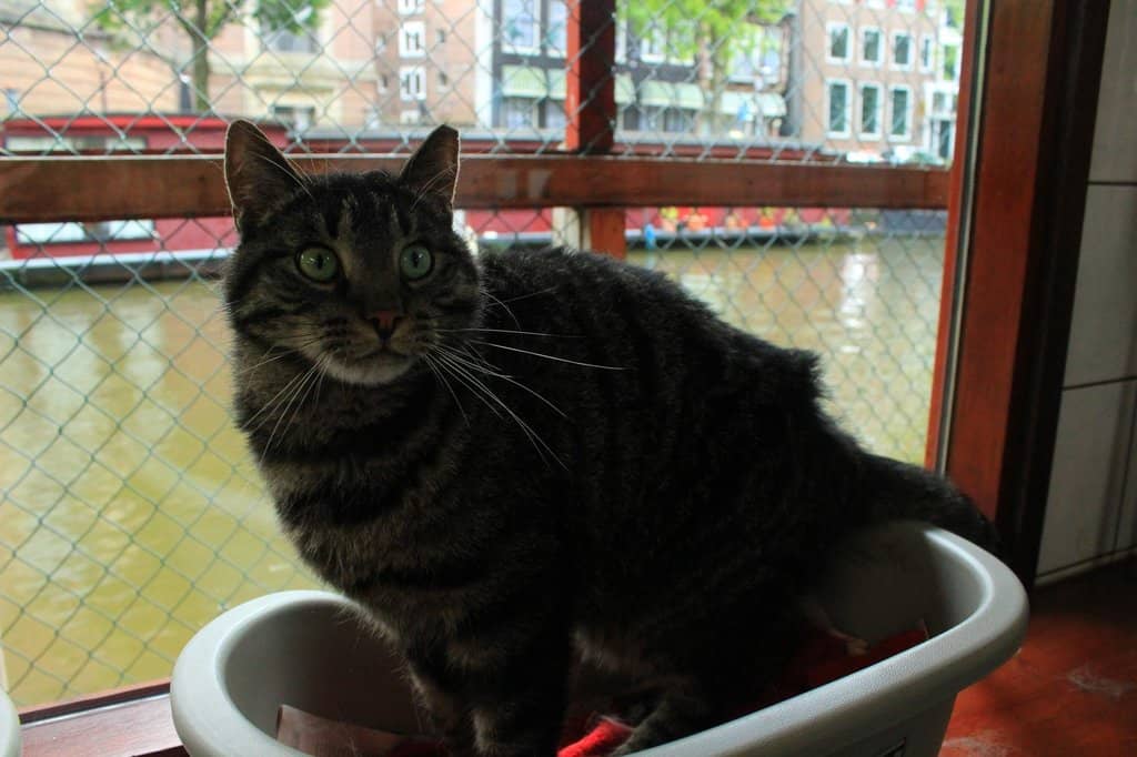 Support a Noble Cause