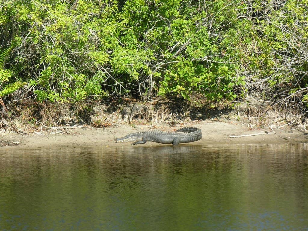 Wildlife Viewing Opportunities