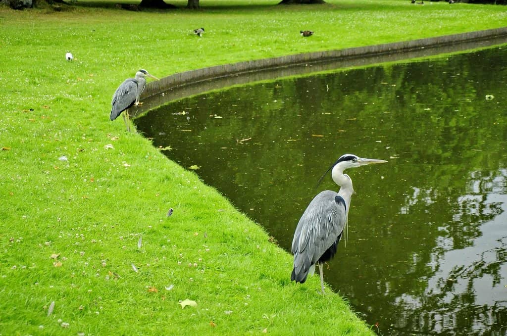 The Chinese Pavilion