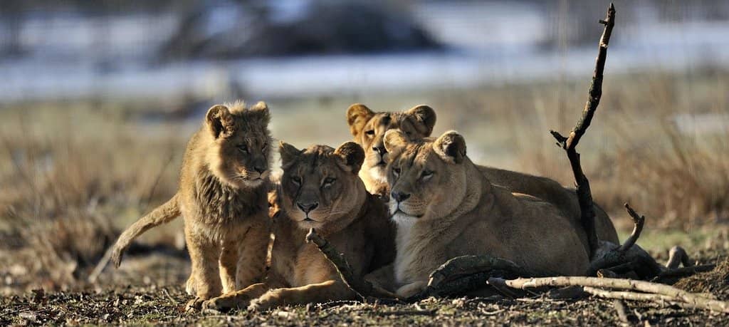 Snow Leopards & White Tigers