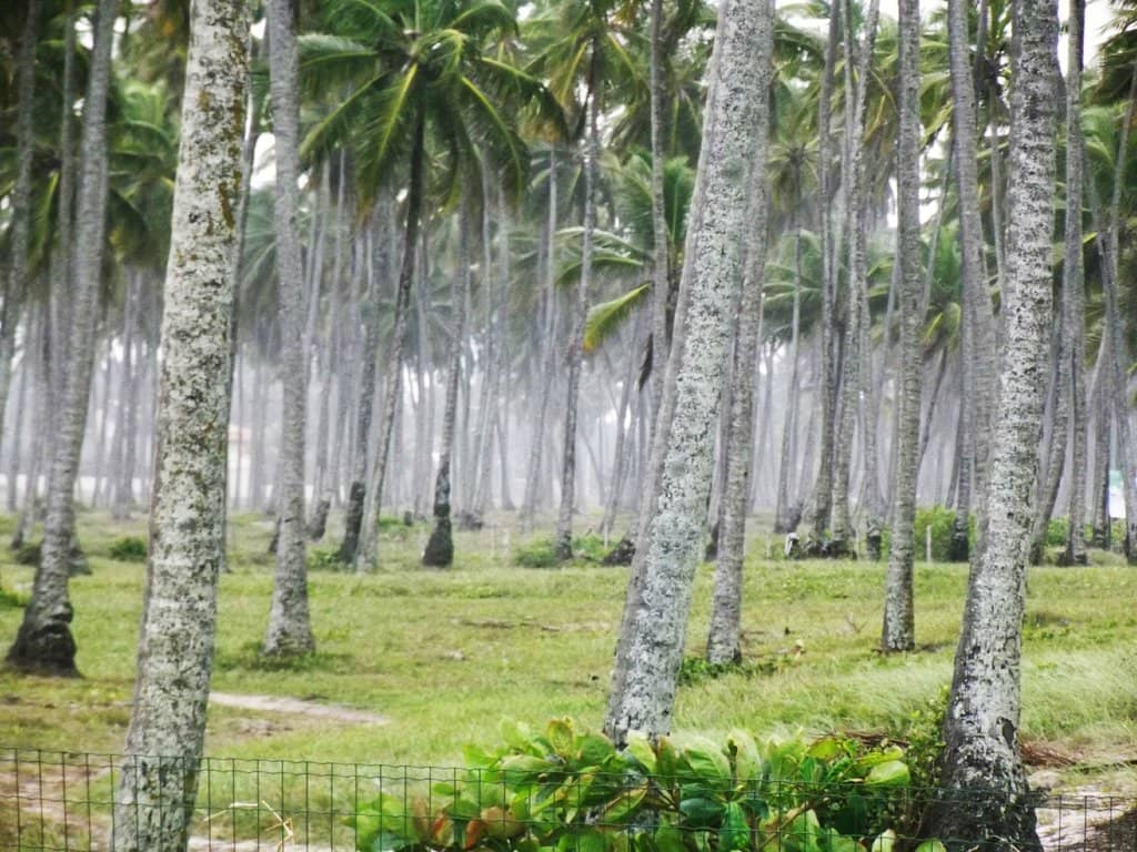 Pristine Sandy Shores