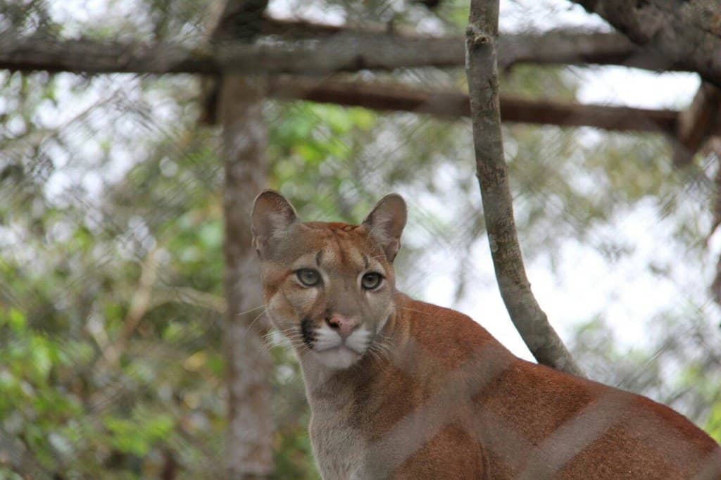 Amazonian Big Cats