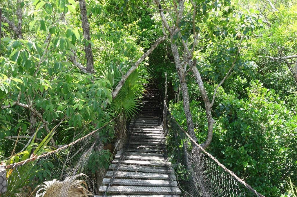 Jungle Walking Trails