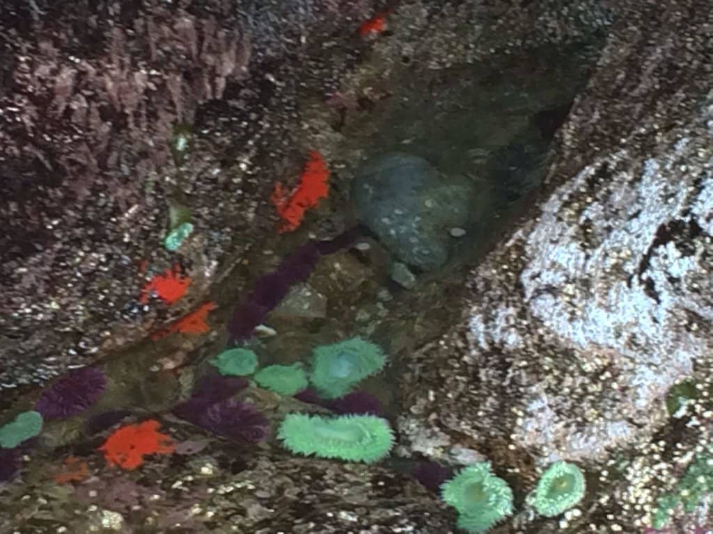 Pudding Creek Trestle Bridge