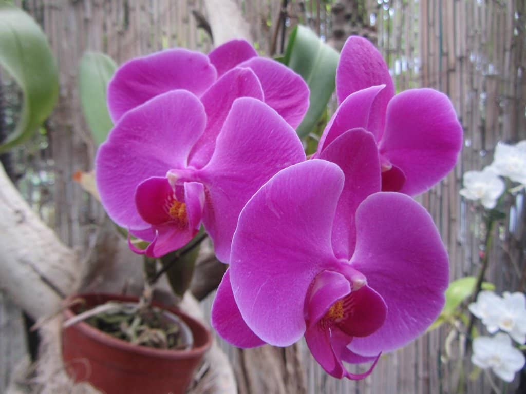 The Orchid Avenue