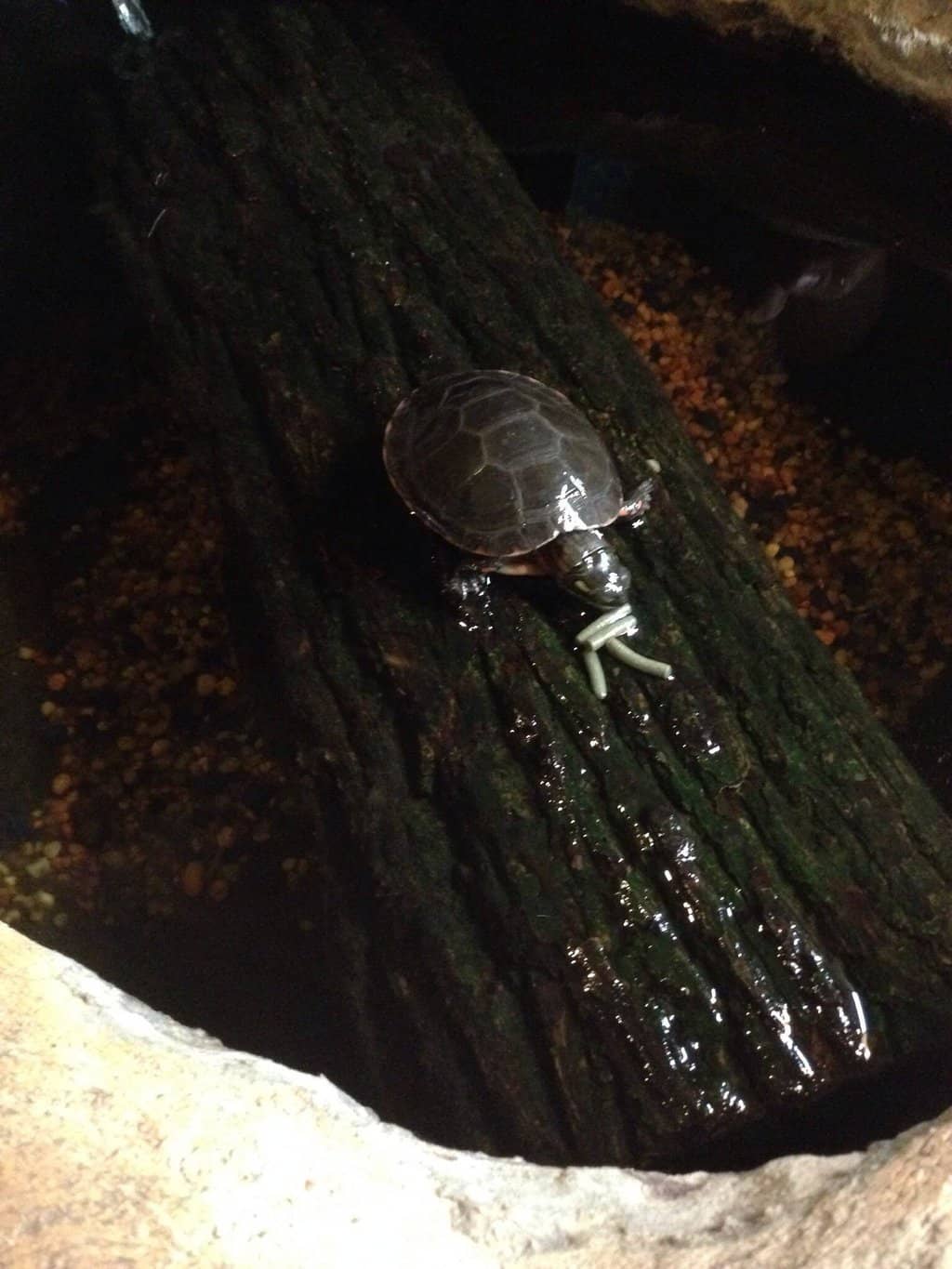 Live Reptiles