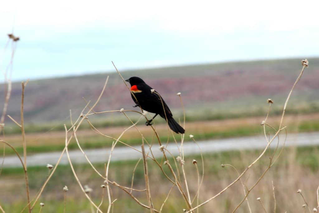 Sandhill Crane Spectacle