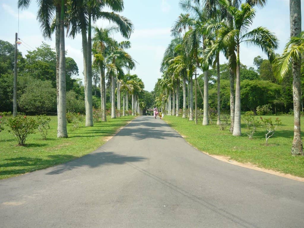 Rubber & Orchid Collections