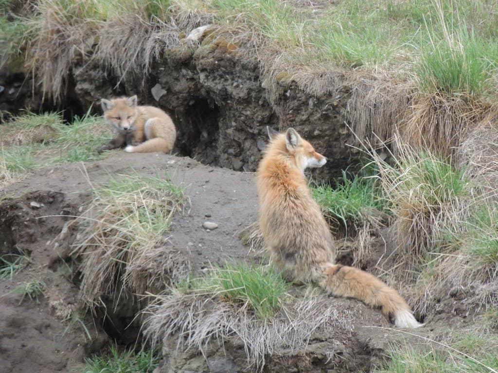 Tombstone Territorial Park