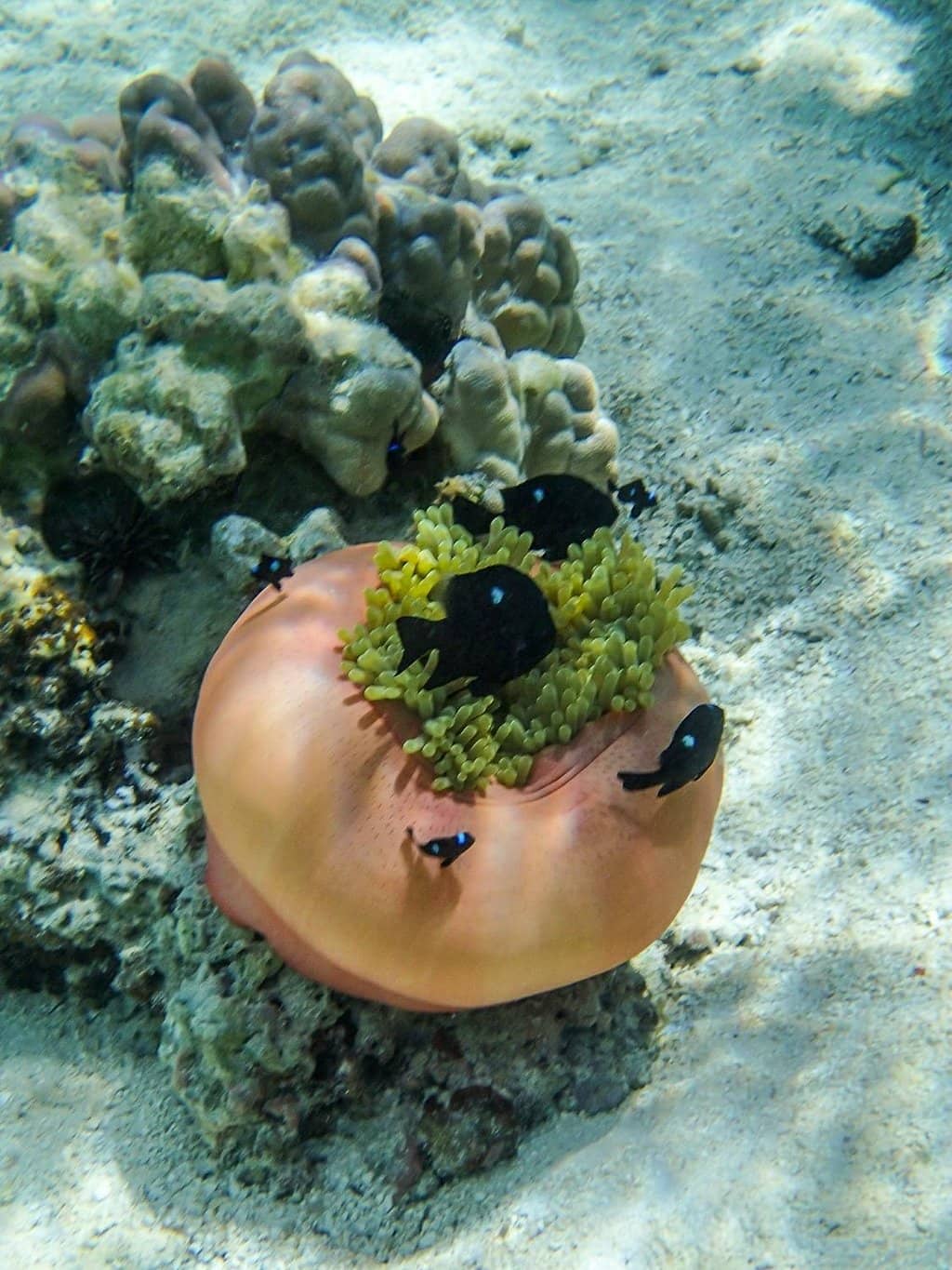 The Turquoise Lagoon