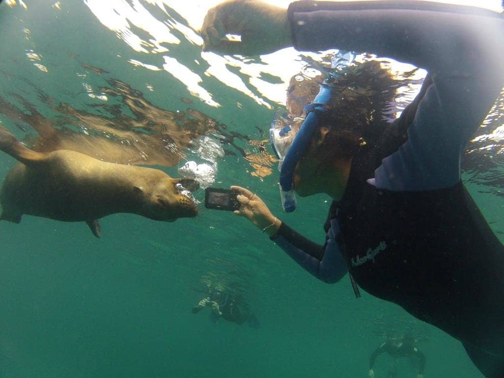 Abundant Sea Lion Colonies