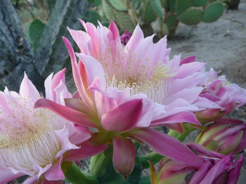 Cactus & Succulent Blooms