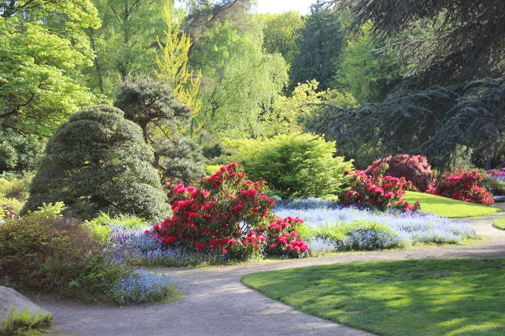 Japanese Maples